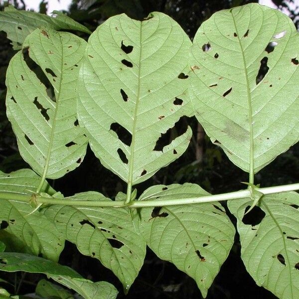 Uncaria tomentosa Blad