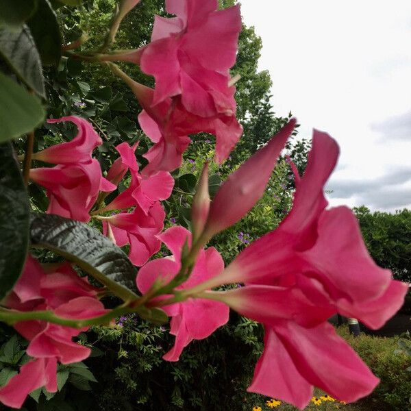 Mandevilla laxa Агульны выгляд