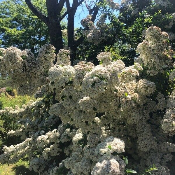 Pyracantha crenulata Flor