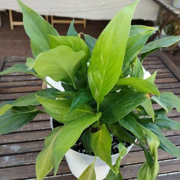 Spathiphyllum floribundum Liść