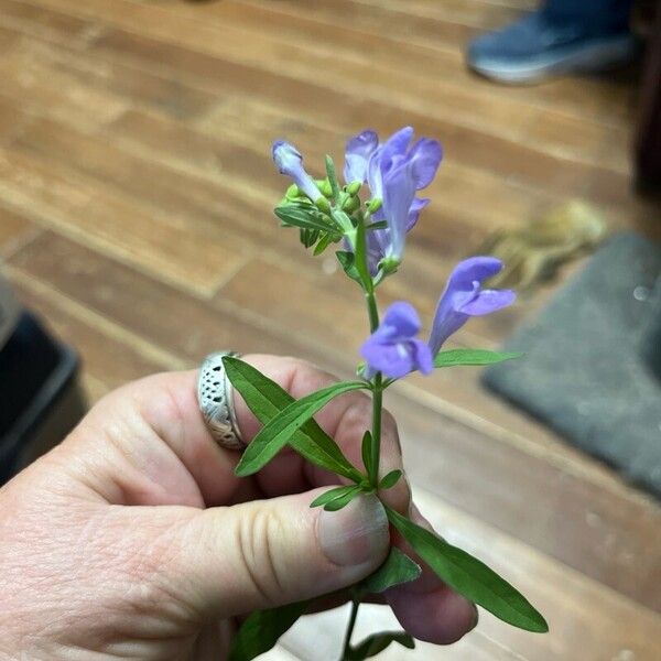 Scutellaria integrifolia ফুল