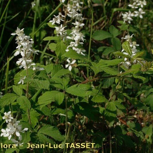 Rubus incanescens