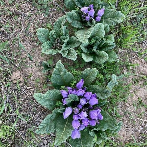 Mandragora officinarum Alkat (teljes növény)