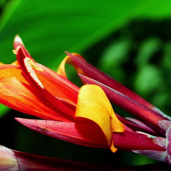 Canna indica Blomst