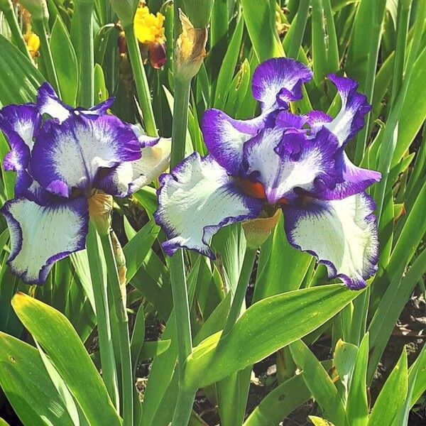 Iris pumila 形态