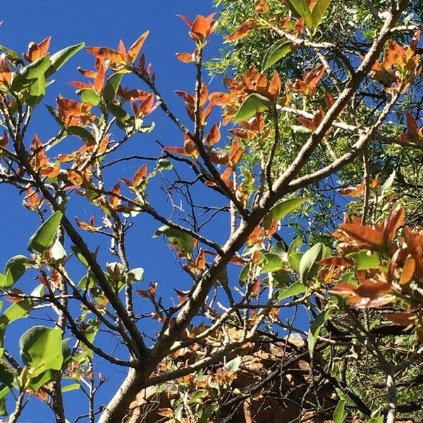 Ficus ingens Leaf