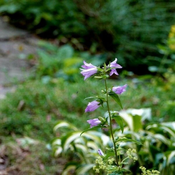 Campanula trachelium आदत