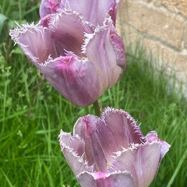 Tulipa lortetii ᱵᱟᱦᱟ