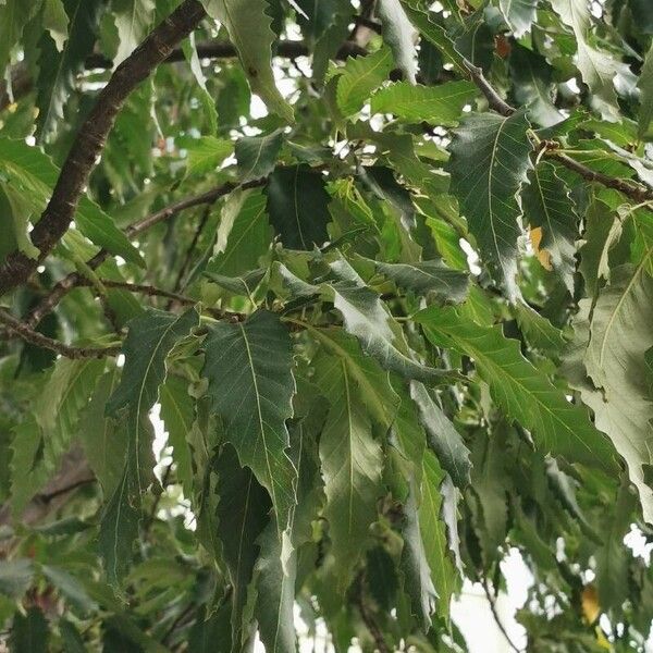 Quercus castaneifolia Folio