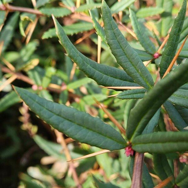 Berberis gagnepainii Blatt