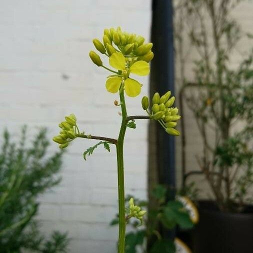 Sinapis alba Flower