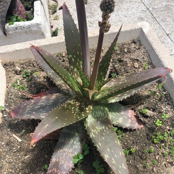 Aloe maculata 形態