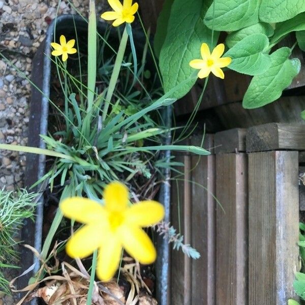 Sisyrinchium californicum 花