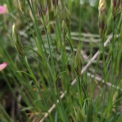 Dianthus pavonius 形态