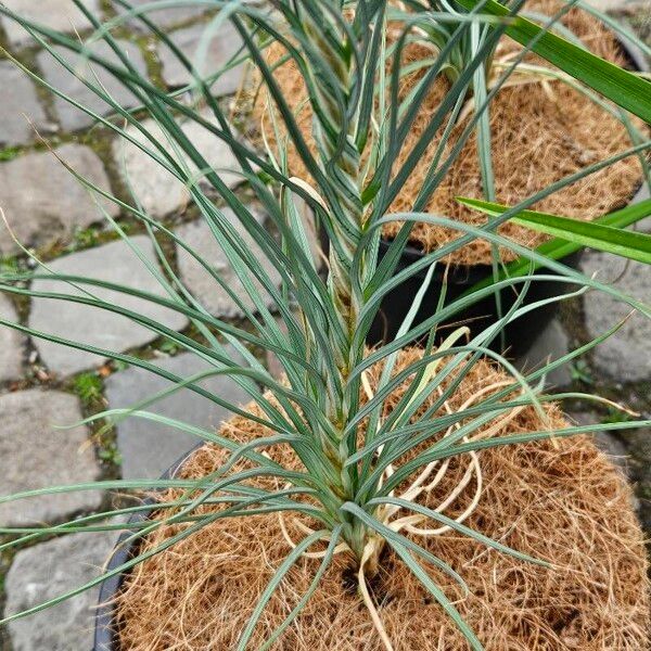 Asphodeline lutea Lehti