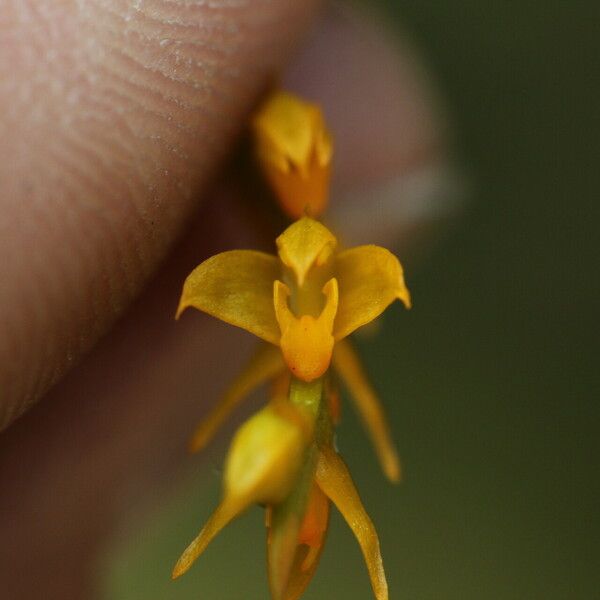 Bulbophyllum fuscum Fiore