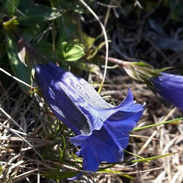 Gentiana clusii Blodyn