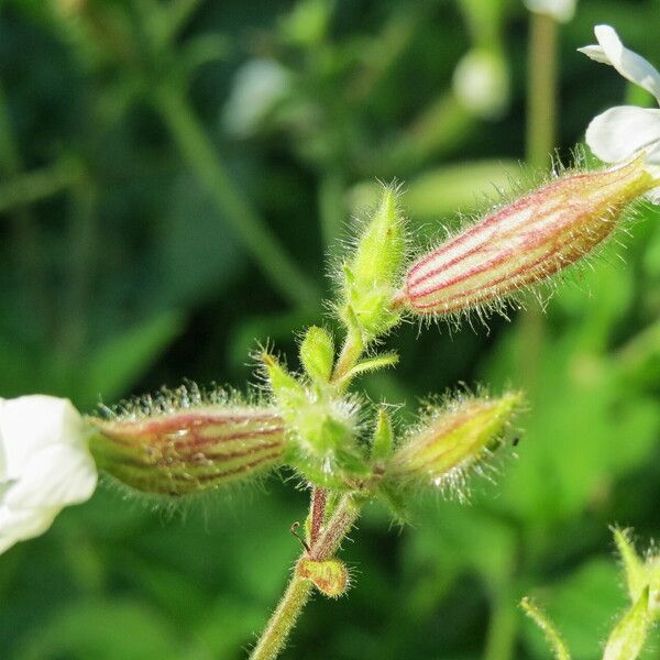 Silene dichotoma Blomma