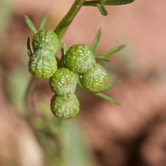 Bifora testiculata Fruit