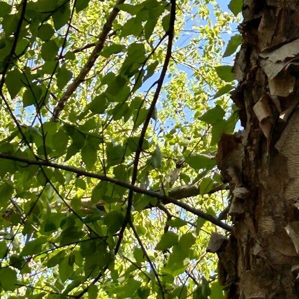 Betula nigra Blad