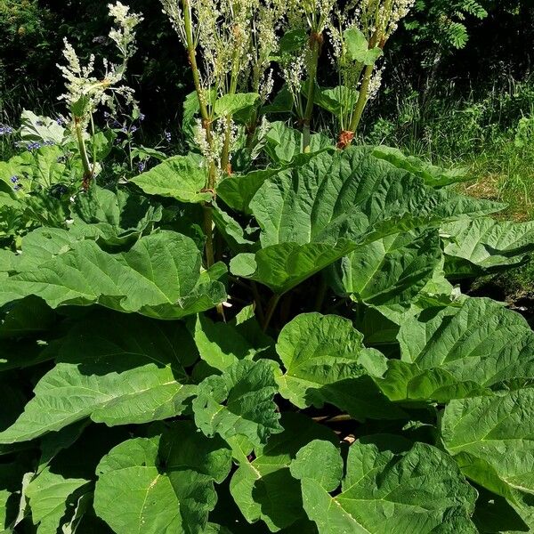 Rheum palmatum Ліст