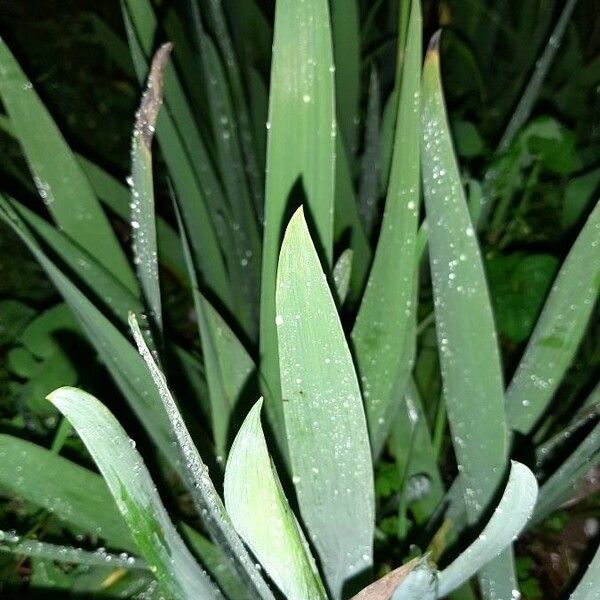 Iris albicans Blad