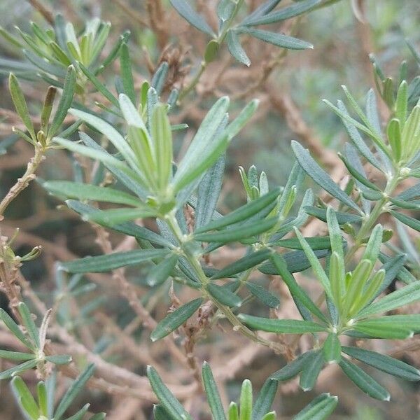 Genista linifolia Blatt