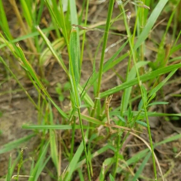 Agrostis capillaris Blatt