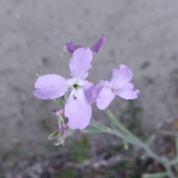 Matthiola longipetala Flower