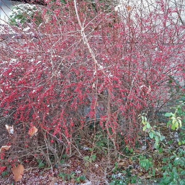 Berberis thunbergii Habitus