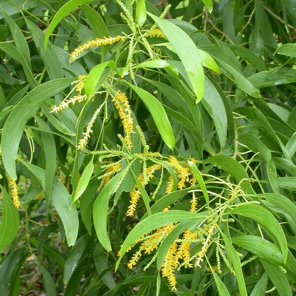 Acacia auriculiformis Blad