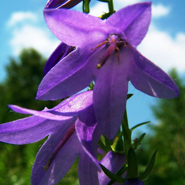 Campanula rapunculoides Flor