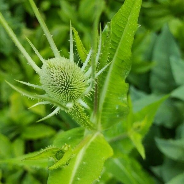 Dipsacus laciniatus Virág