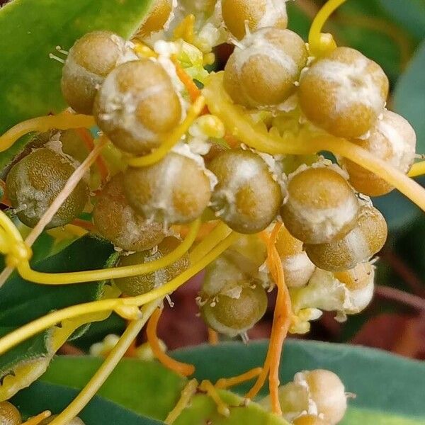 Cuscuta campestris Vaisius