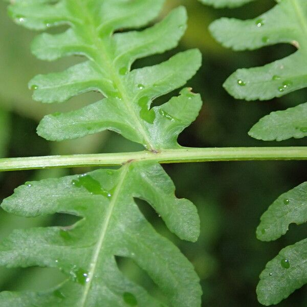 Pteris tripartita Hostoa