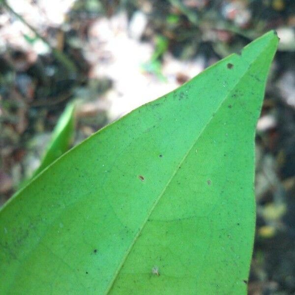 Diospyros diepenhorstii Folha