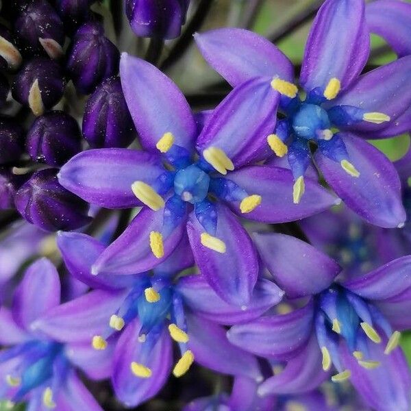 Scilla peruviana Цвят