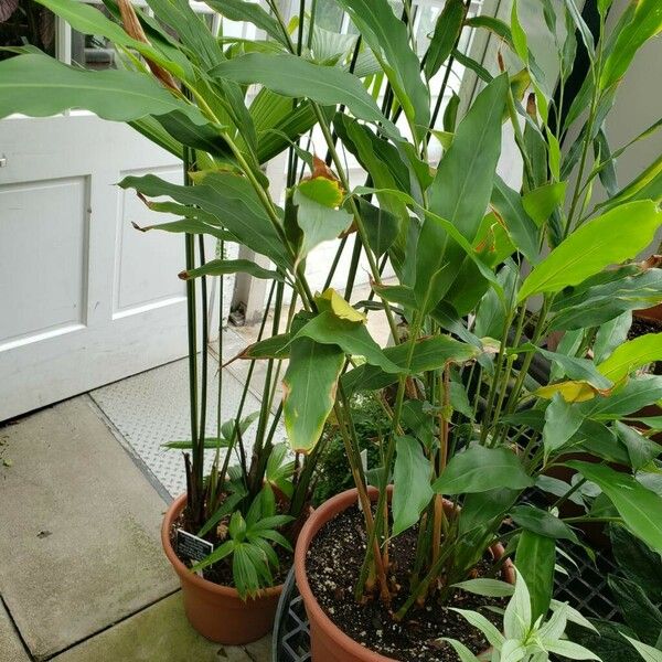 Alpinia macroura Habit