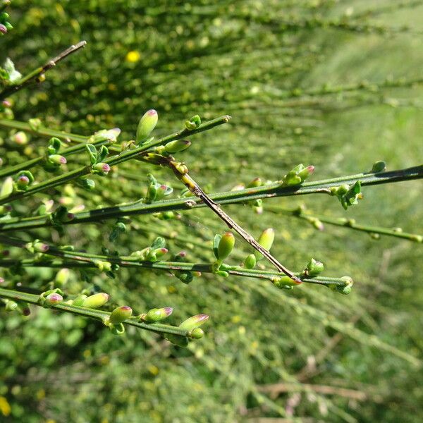 Cytisus scoparius Други