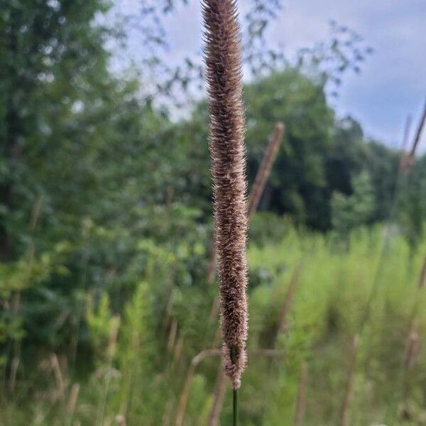 Phleum pratense Žiedas