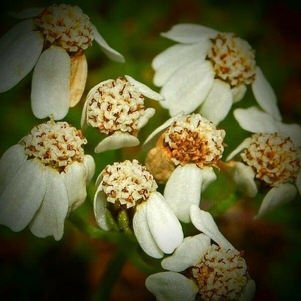 Achillea erba-rotta Žiedas