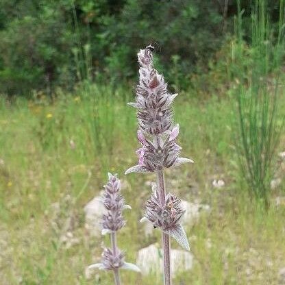 Stachys germanica फूल