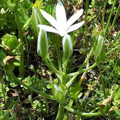 Ornithogalum umbellatum Habit