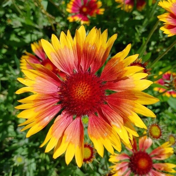 Gaillardia aristata Квітка