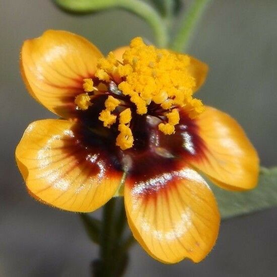 Abutilon incanum Λουλούδι