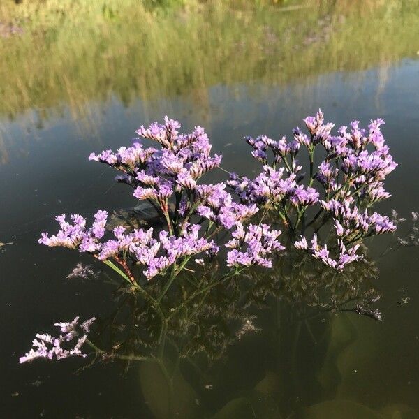 Limonium vulgare Habitus