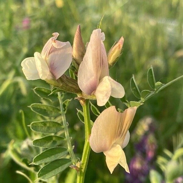 Vicia grandiflora Flower