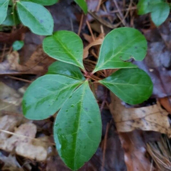 Gaultheria procumbens Лист