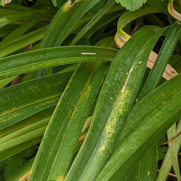 Hemerocallis fulva Folla