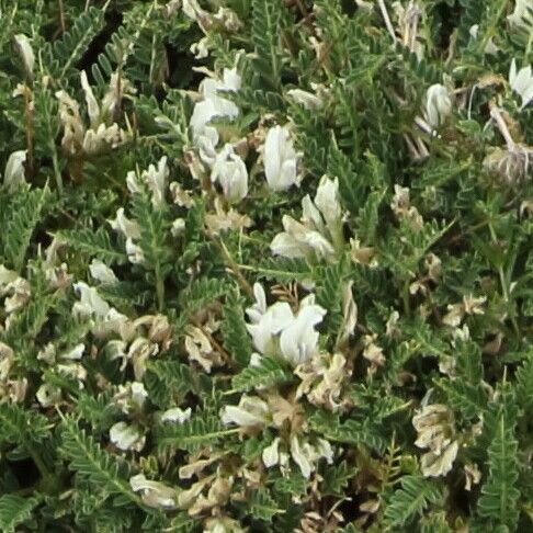 Astragalus genargenteus Blomma